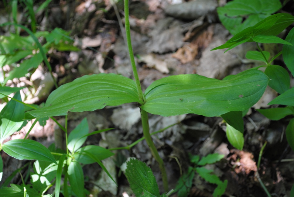 Neottia ovata