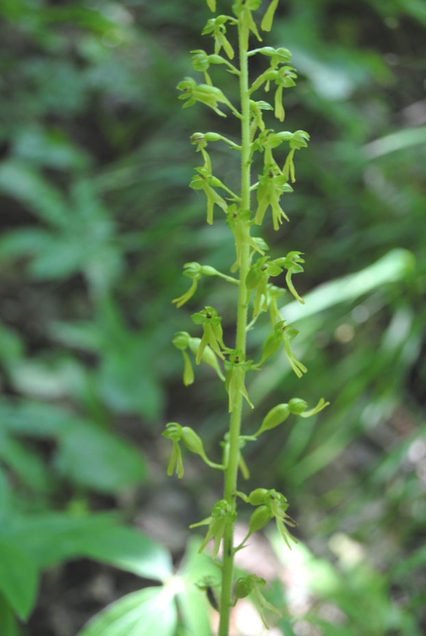 Neottia ovata