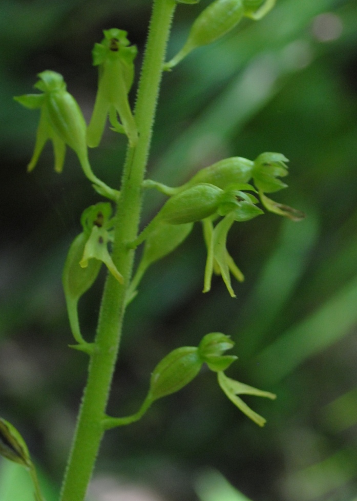 Neottia ovata