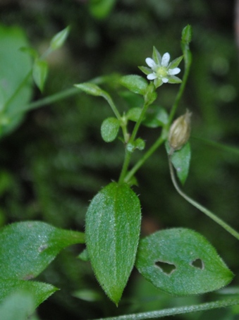 Moehringia trinervia / Moehringia a tre nervi