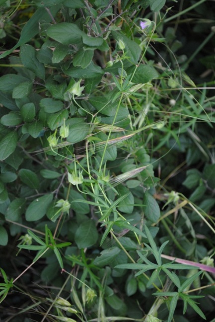 Geranium columbinum