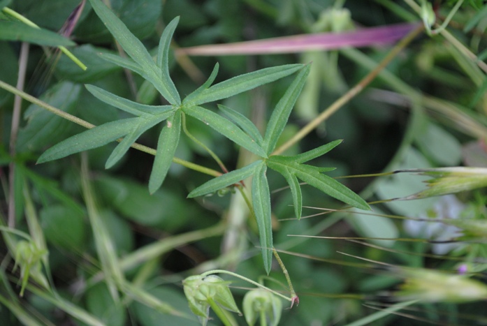 Geranium columbinum
