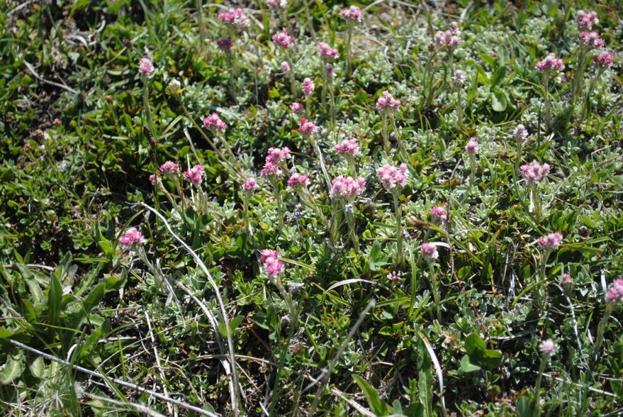 Antennaria dioica