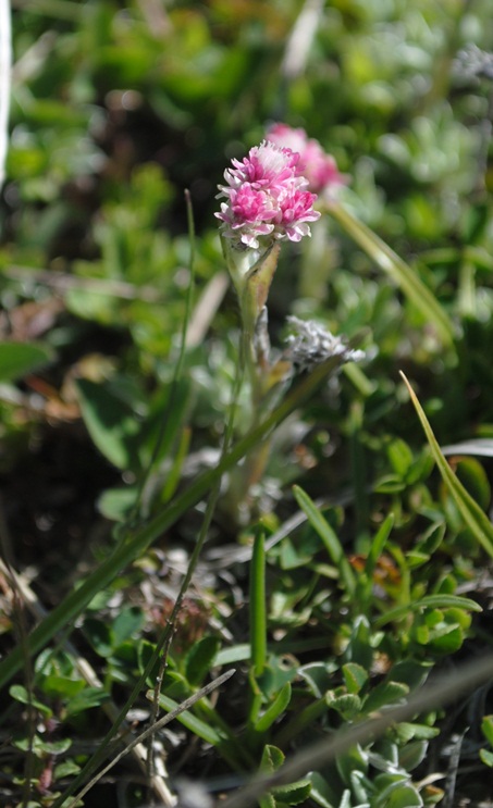 Antennaria dioica