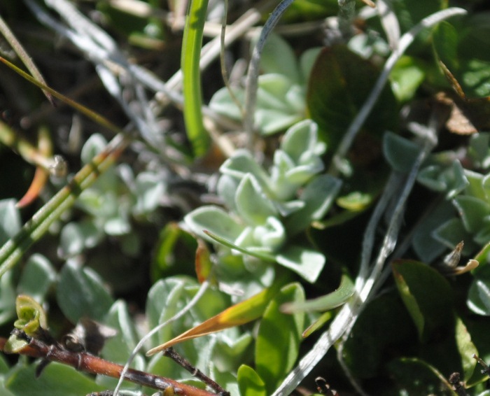 Antennaria dioica