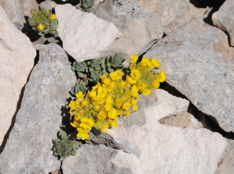 Alyssum cuneifolium / Alisso con foglie a cuneo