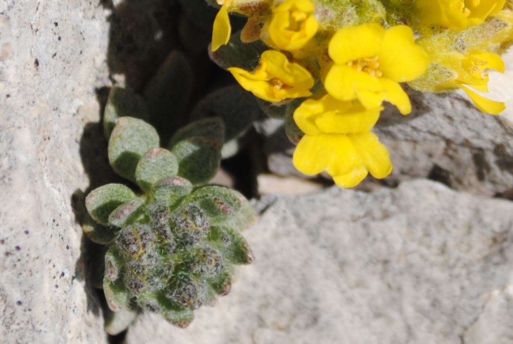 Alyssum cuneifolium / Alisso con foglie a cuneo