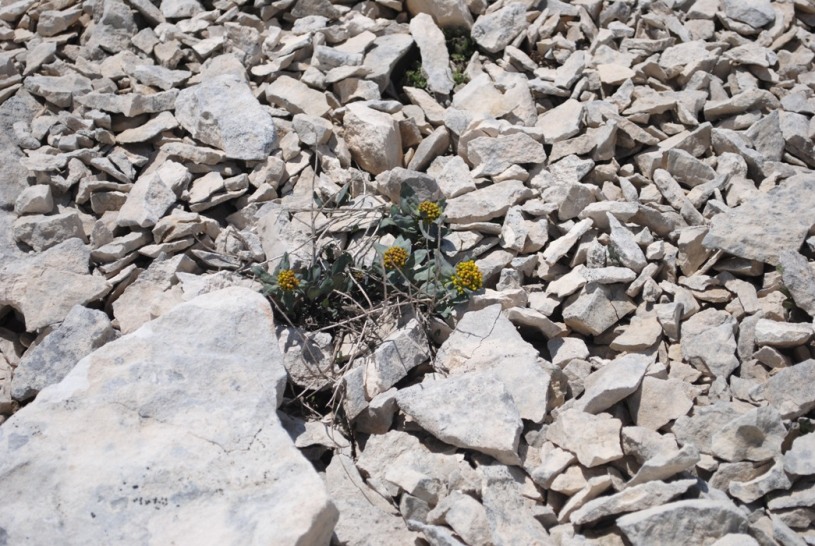 Maiella - Isatis apennina