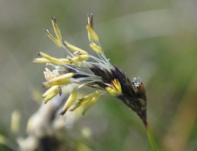Da determinare - Sesleria  cfr. tenuifolia