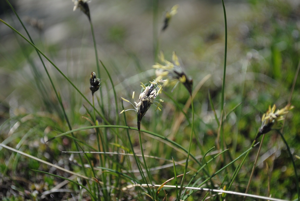 Da determinare - Sesleria  cfr. tenuifolia