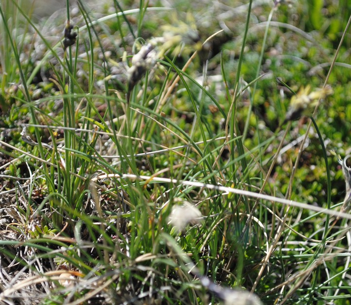 Da determinare - Sesleria  cfr. tenuifolia