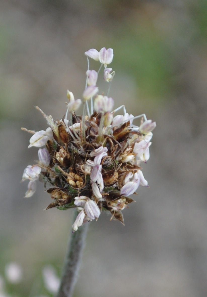 Plantago da determinare