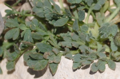 Papaver? si,  Papaver sp.