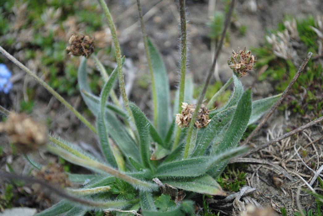 Plantago da determinare
