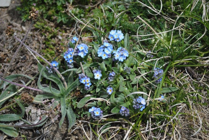 Myosotis da determinare
