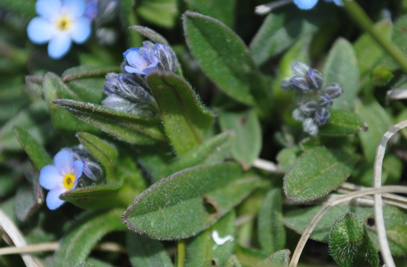 Myosotis da determinare