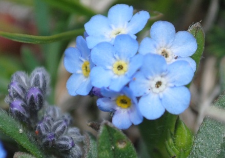 Myosotis da determinare