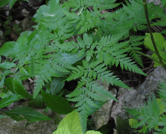 Chaerophyllum cfr. aureum