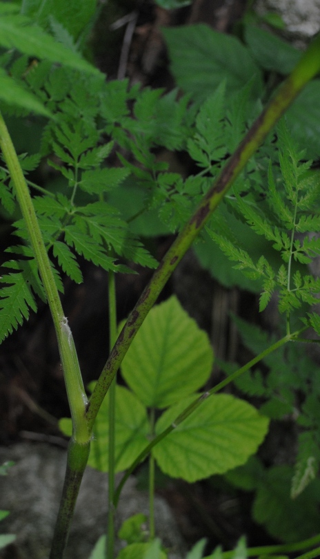 Chaerophyllum cfr. aureum