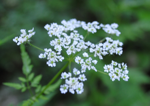 Chaerophyllum cfr. aureum