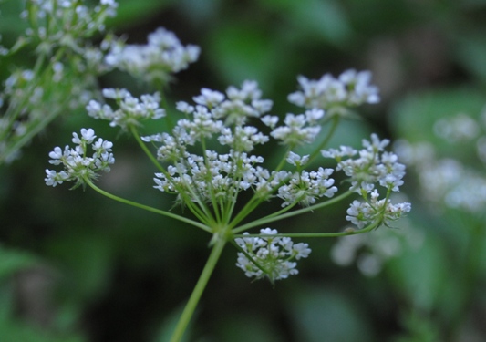 Chaerophyllum cfr. aureum