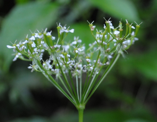 Chaerophyllum cfr. aureum