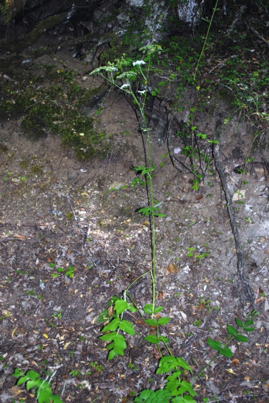 Pimpinella major / Pimpinella maggiore