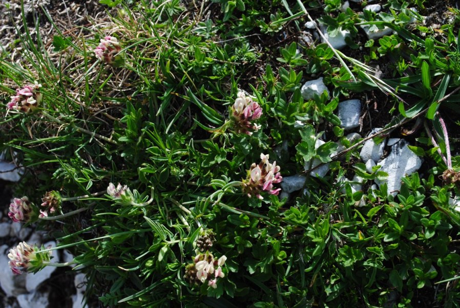 Anthyllis vulneraria sl.