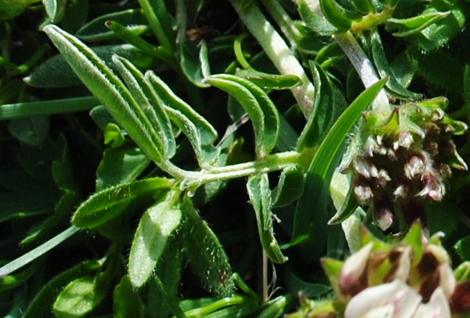 Anthyllis vulneraria sl.