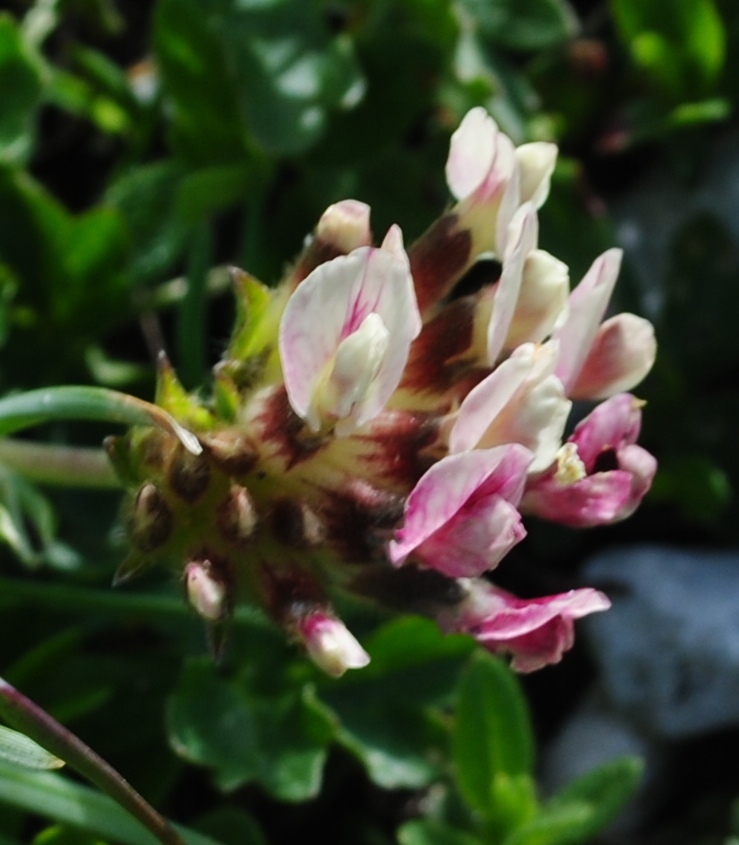 Anthyllis vulneraria sl.