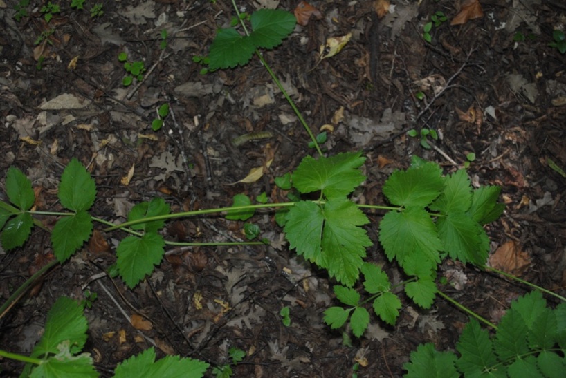 Pimpinella major / Pimpinella maggiore
