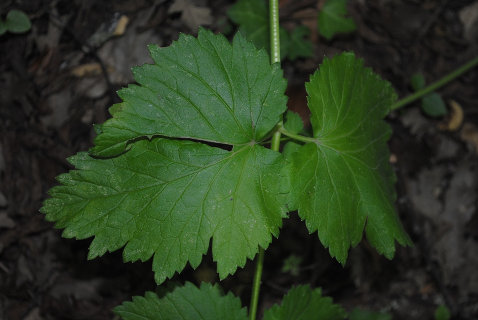 Pimpinella major / Pimpinella maggiore