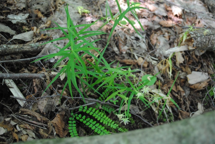 Stellaria holostea