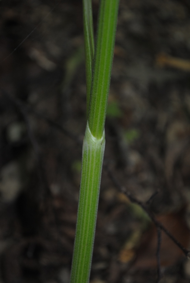 Pimpinella major / Pimpinella maggiore