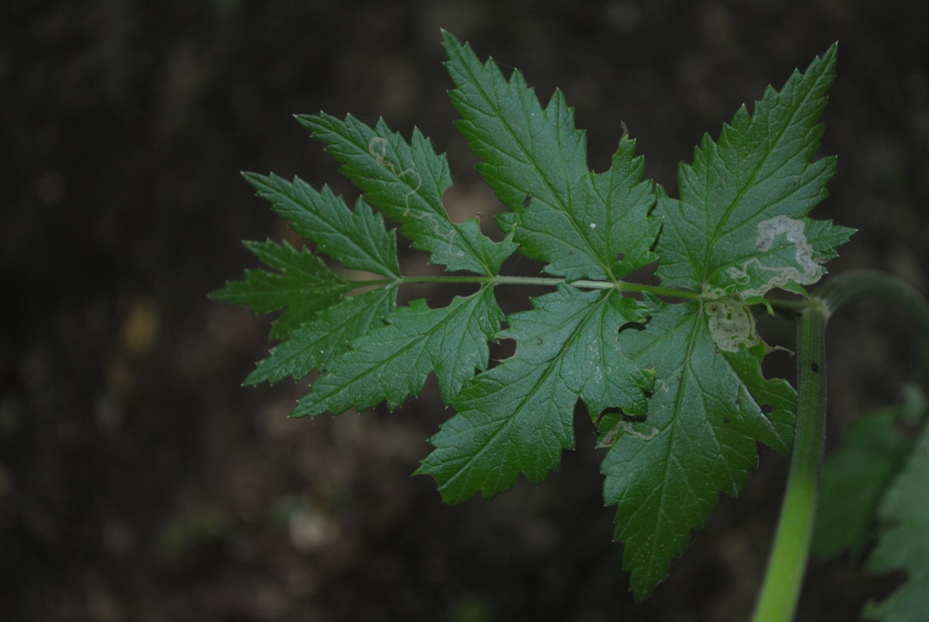 Pimpinella major / Pimpinella maggiore