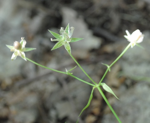 Stellaria holostea