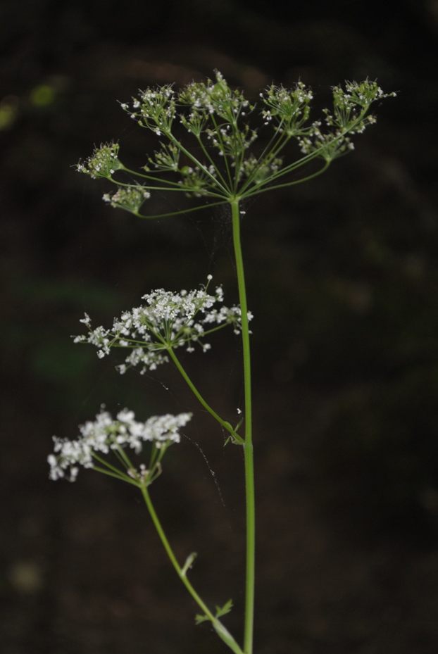 Pimpinella major / Pimpinella maggiore