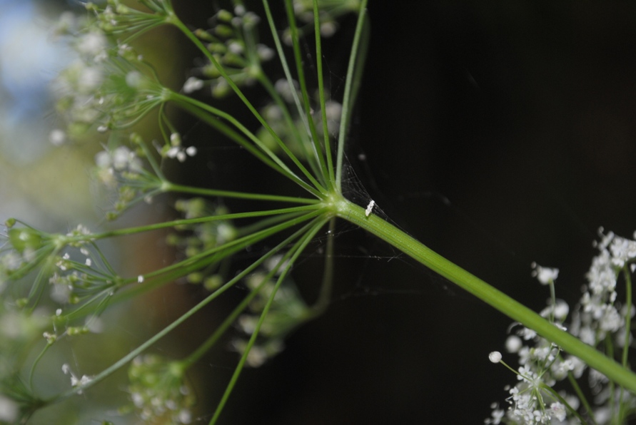 Pimpinella major / Pimpinella maggiore