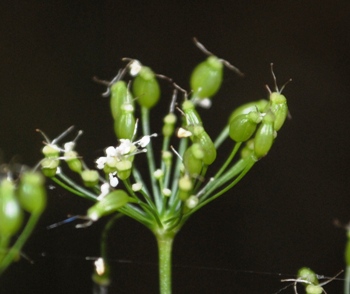 Pimpinella major / Pimpinella maggiore