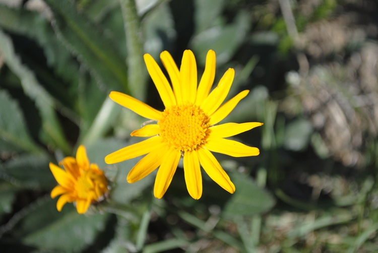Senecio provincialis