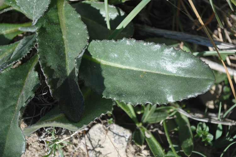 Senecio provincialis