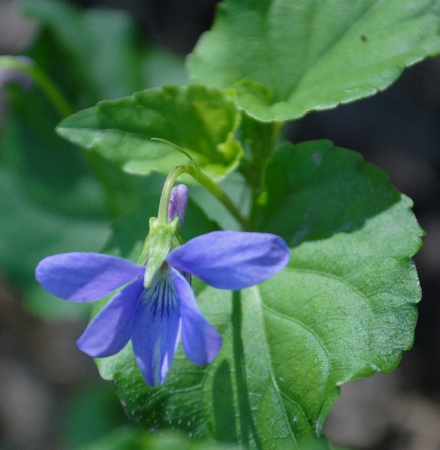 Viola reichenbachiana