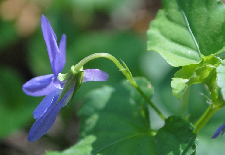 Viola reichenbachiana