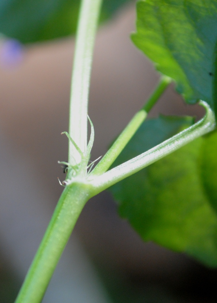 Viola reichenbachiana