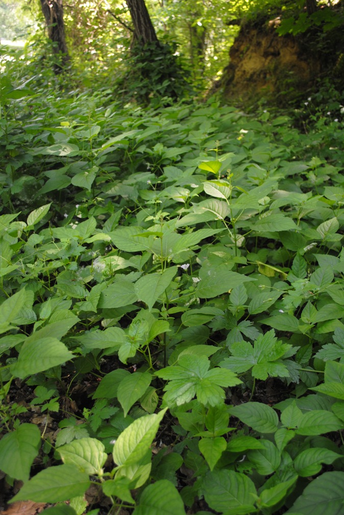 Circaea lutetiana