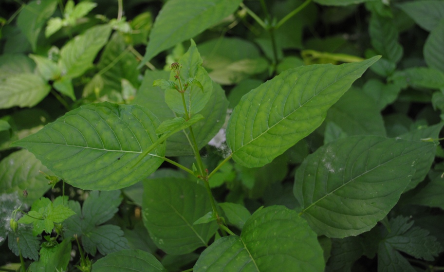 Circaea lutetiana