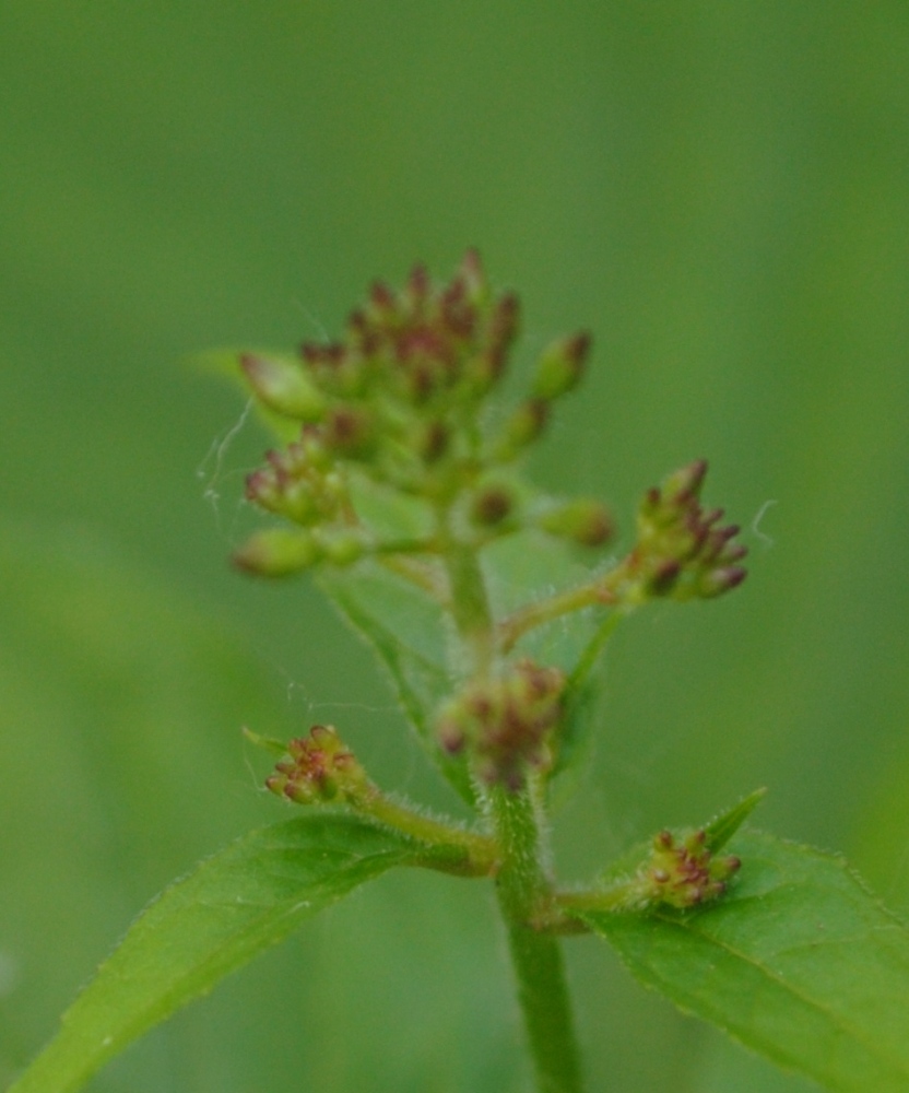 Circaea lutetiana