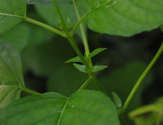 Circaea lutetiana