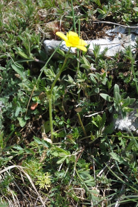 Ranunculus millefoliatus