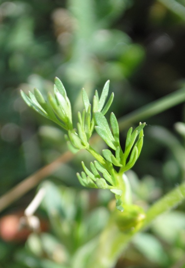 Ranunculus millefoliatus